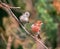 A pair of House Finches Haemorhous mexicanus