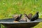 Pair of house sparrow in a bird bath