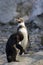 Pair of Humboldt Penguins