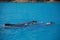 A pair of Humpback whales, Australia