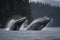 a pair of humpback whales breaching in tandem