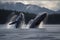 a pair of humpback whales breaching in tandem