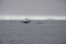 A pair of humpback whales fluke in an iceberg field