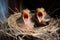 Pair of hungry bird nestlings in nest with wide open mouth waiting to be fed