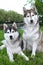 Pair of husky dogs outdoors