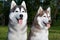 Pair of husky dogs outdoors