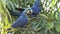 Pair of Hyacinth macaw on a palm tree, Pantanal.