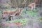 Pair of ibex observing the meadow located on the top of a mountain, where they live in freedom and in harmony with other mountain