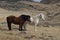 Pair of Icelandic Horses