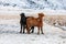 Pair of Icelandic horses, one black and one chestnut, in a frozen field in Iceland