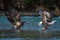 Pair of immature bald eagles fishing in Nooksack River