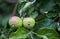 A pair of immature green apples growing on an apple tree branch