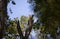 Pair of Immature Red-Headed Woodpeckers