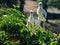 Pair of immature Wood Storks