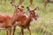 A pair of impalas. Nakuru lake, Kenya