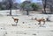 A Pair of Impalas Sprinting Tom Wurl