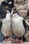 Pair of Imperial Shag in the Falkland Islands