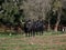 Pair of impressive brave bulls, black in color, with huge horns, next to some trees in the middle of the field. Concept livestock