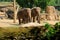 A pair of Indian Elephants walking amongst the rocky terrain