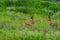 A pair of Indian gazelles antelopes with long and pointed horns standing amidst green grass land at Rajasthan