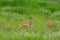 A pair of Indian gazelles antelopes with long and pointed horns standing amidst green grass land at Rajasthan