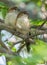 A pair of Indian Silverbill bird resting on a tree branch