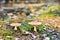 A pair of inedible toxic mushrooms of fly agaric in the natural environment, autumn forest, green moss, grass, dead leaves,