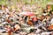 A pair of inedible toxic mushrooms of fly agaric in the natural environment, autumn forest, green moss, grass, dead leaves,