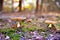 A pair of inedible toxic mushrooms of fly agaric in the natural environment, autumn forest, green moss, grass, dead leaves,