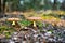 A pair of inedible toxic mushrooms of fly agaric in the natural environment, autumn forest, green moss, grass, dead leaves,