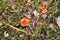 A pair of inedible toxic mushrooms of fly agaric in the natural environment, autumn forest, green moss, grass, dead leaves,