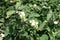 Pair of inflorescences of snowberry in mid July