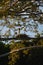 A pair of jabiru storks on a nest