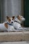 Pair of Jack Russell Terriers sitting in front of a doorway