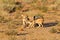 Pair of jackal fight over food in the Kalahari angry