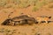 Pair of jackal fight over food in the Kalahari angry