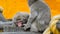 Pair of japanese macaques