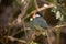 Pair of Java Sparrows at the Aviary of Indore Zoo