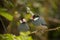 Pair of Java Sparrows at the Aviary of Indore Zoo