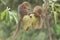 A pair of Javan treeshrew is eating soursop fruit that is ripe on the tree.