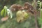A pair of Javan treeshrew is eating soursop fruit that is ripe on the tree.