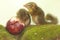 A pair of Javan treeshrews are eating pink Malay apples.