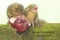 A pair of Javan treeshrews are eating pink Malay apples.