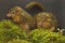 A pair of Javan treeshrews preying on cricket on a moss-covered rock.