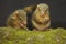 A pair of Javan treeshrews preying on cricket on a moss-covered rock.