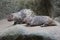 A pair of Javanese hedgehogs resting on a rock.