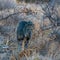 A pair of javelinas (Pecari tajacu) walk through the desert in Big Bend National Park