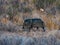 A pair of javelinas (Pecari tajacu) walk through the desert in Big Bend National Park