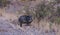 A pair of javelinas walk through the desert in Big Bend National Park