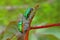 Pair of jewel bugs insects, nature, natural, wallpaper
